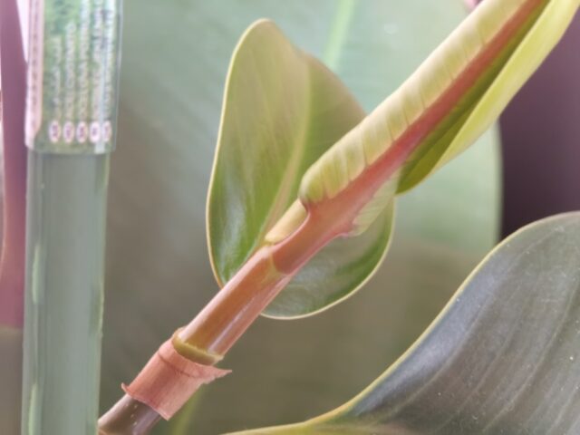 TCL NxtPaper 60 Ultra