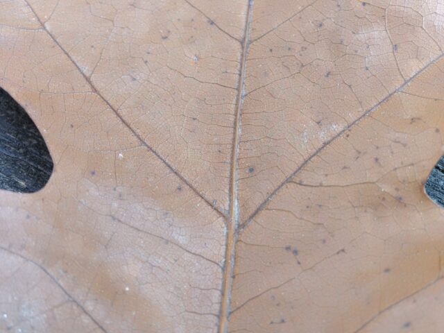 TCL NxtPaper 60 Ultra