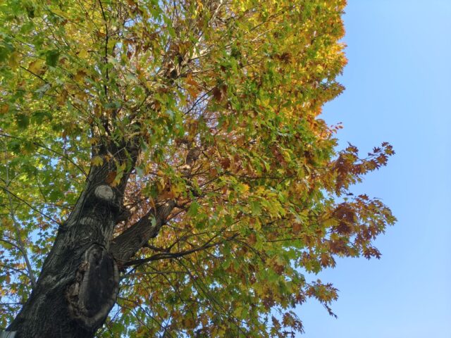 TCL NxtPaper 60 Ultra