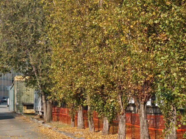 TCL NxtPaper 60 Ultra