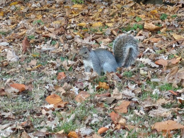 TCL NxtPaper 60 Ultra