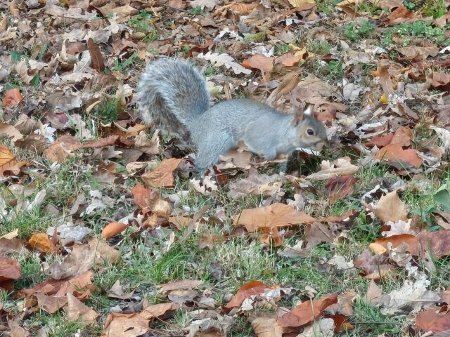 TCL NxtPaper 60 Ultra