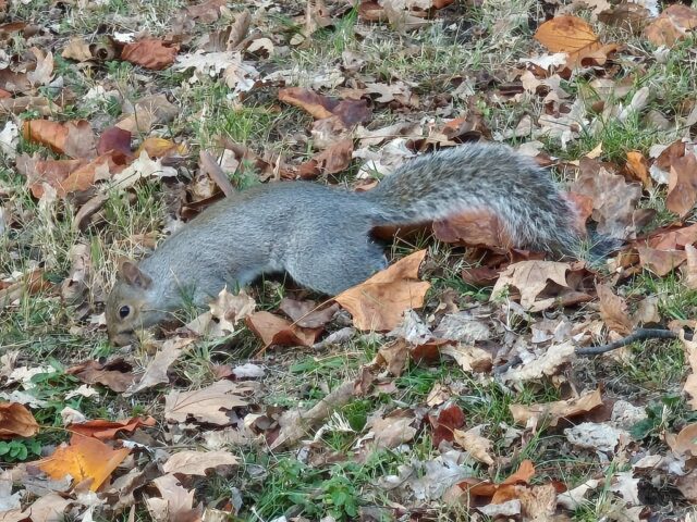 TCL NxtPaper 60 Ultra